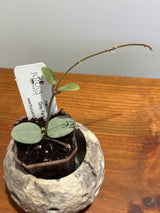 A-194 mathilde ‘Grey Fairy’