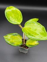 WD-937 merrilli (inner variegated)