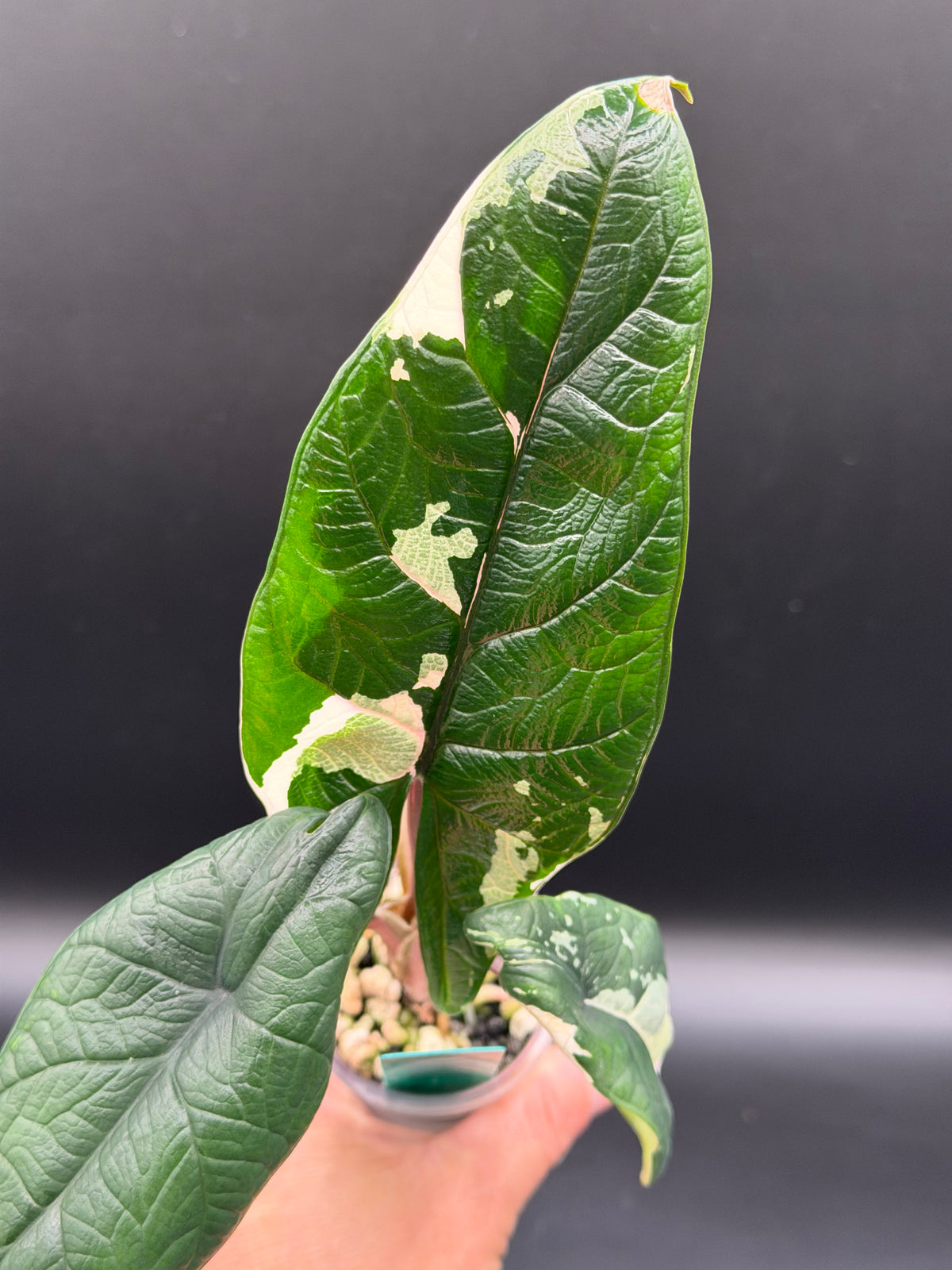 Alocasia Scalprum Albo