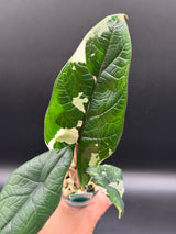 Alocasia Scalprum Albo