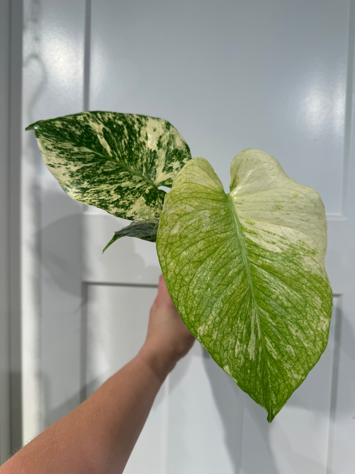 Monstera Mint LF