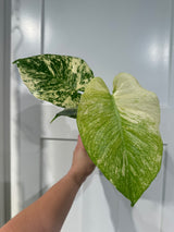 Monstera Mint LF