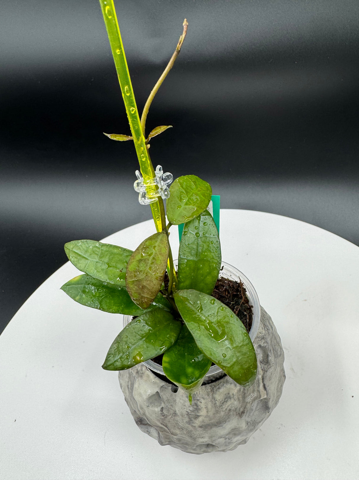 Hoya lacunosa Gothic