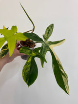 Philodendron Florida Beauty