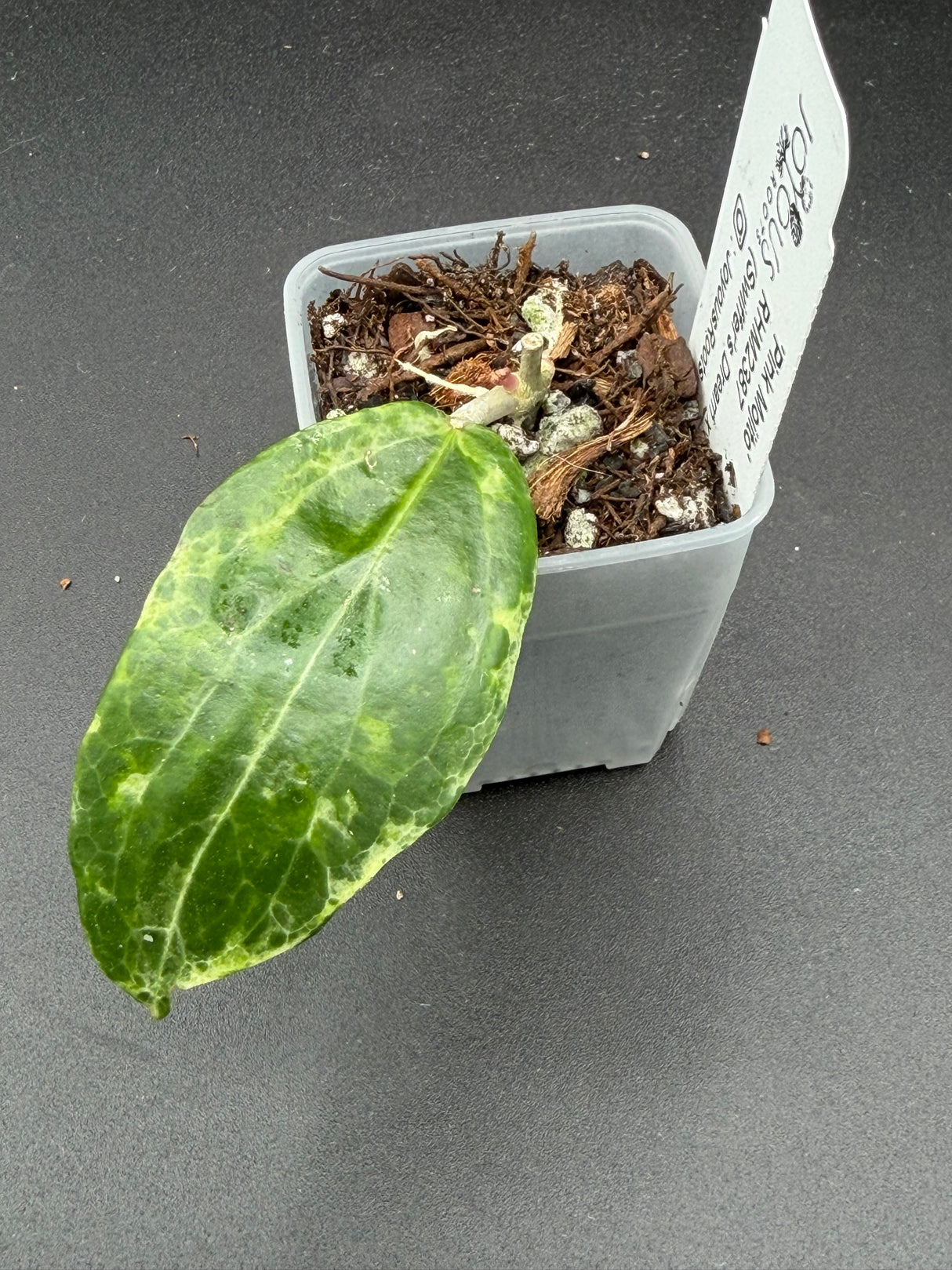 'Pink Mojito' RHM2387 (Swiffer's Dream x UNK) -WE-882