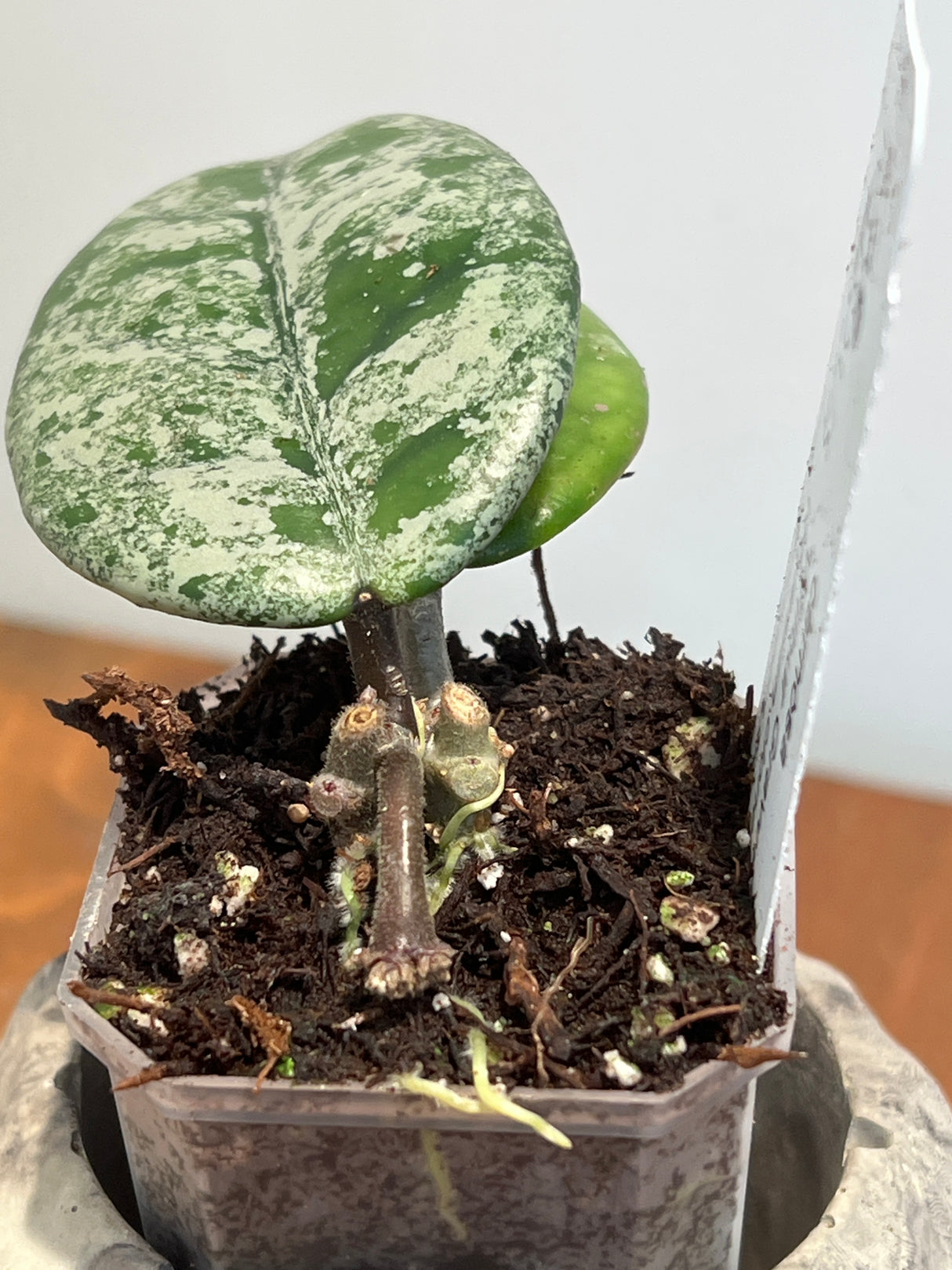 A-961 carnosa ‘ Wilbur Graves’ (Russian clone)