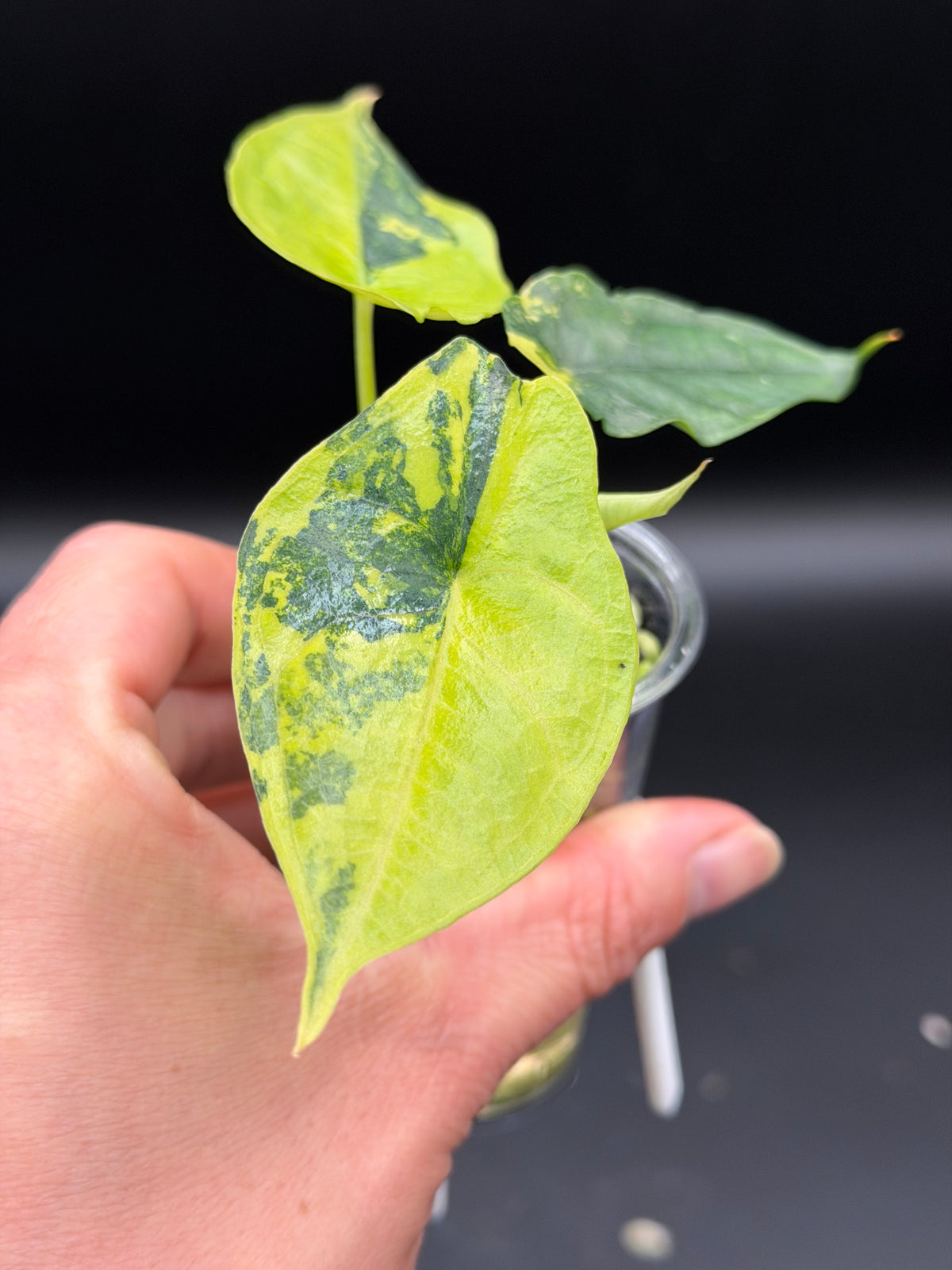 Alocasia Dragons Breath AureA