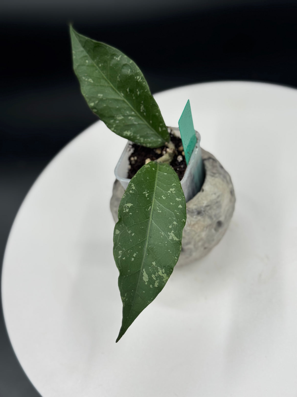 Hoya Pungke Jaya ABS008