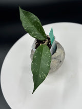 Hoya Pungke Jaya ABS008