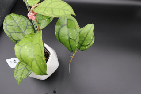 Callistophylla ’Vena’ - WD-474