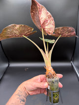 Alocasia Wentii Pink Albo