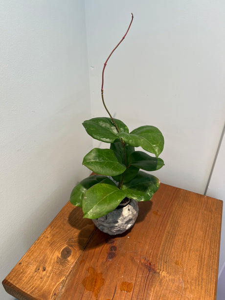 A-153 Hoya ‘Swiffer’s Candy’