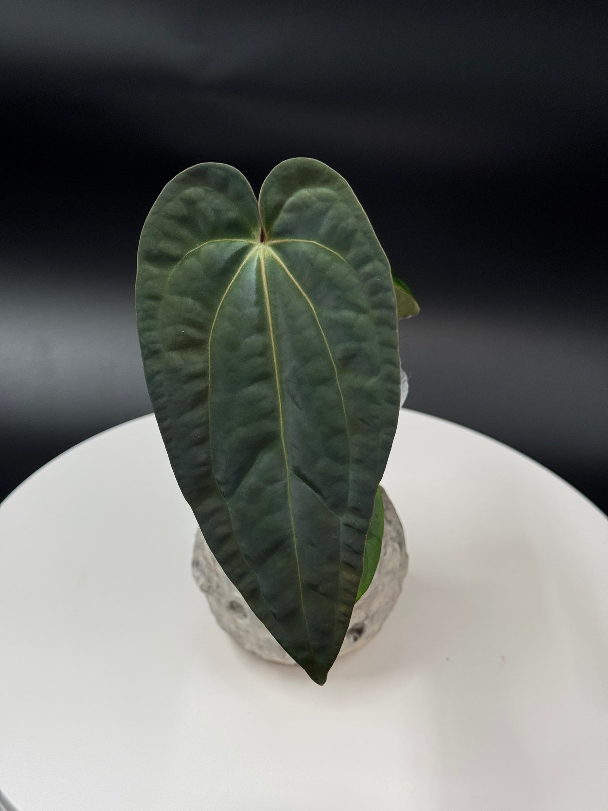 Anthurium	BWM x Papi “Trop 10”