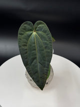 Anthurium	BWM x Papi “Trop 10”