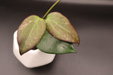 verticillata 'Chiang Rai' -WE-877