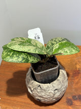 A-191 Hoya deykeae  ‘Morning Dew’