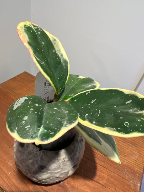 A-155 Hoya obovata (albomarginata)