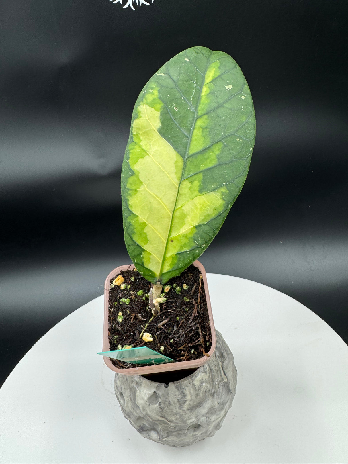 Hoya Ladia Galaska