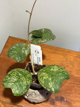 A-193 Hoya deykeae ‘Morning Dew’