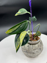 Scindapsus Treubii Dark Variegated