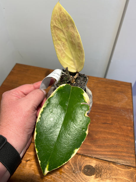 A-165 Hoya Ilagorium (albomarginata)