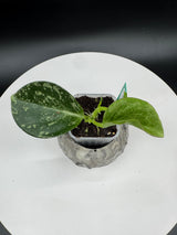 Hoya subquintuplinervis (Splash)