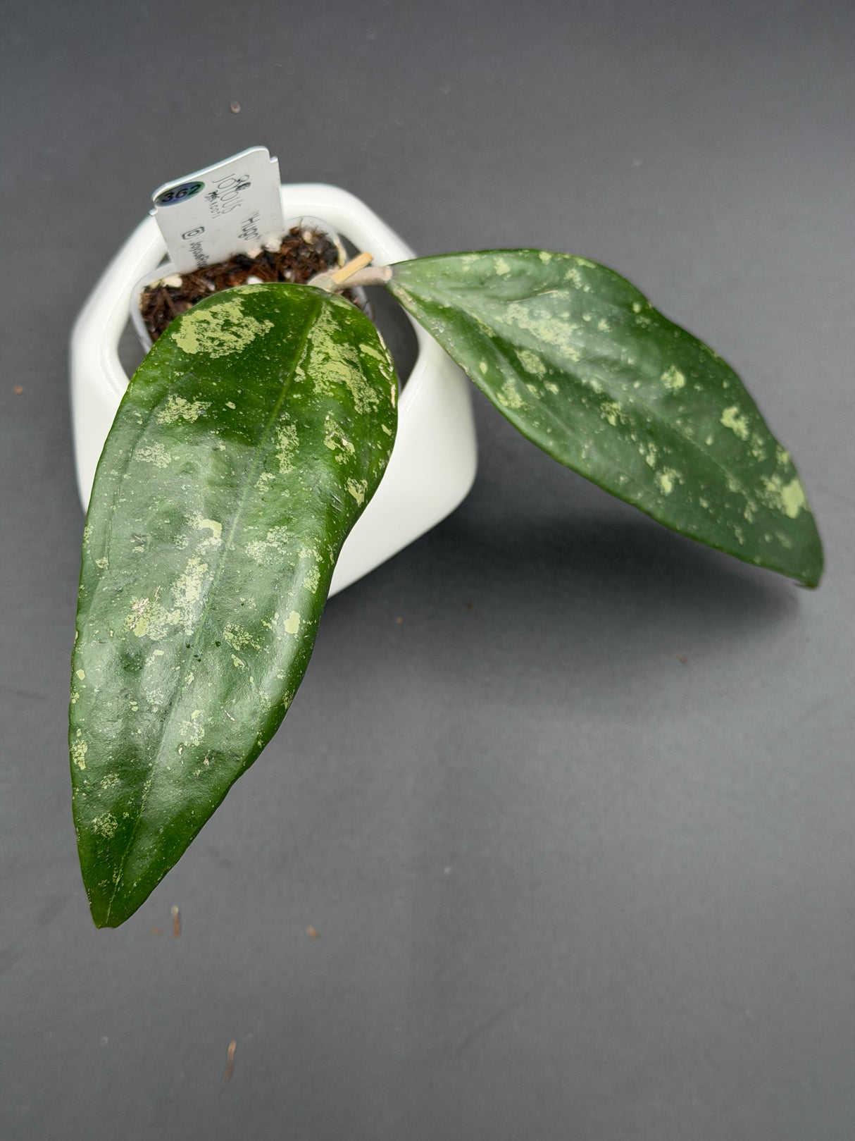 'Hugo' -WE-862