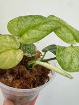 Scindapsus Halimoon