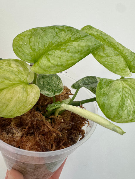 Scindapsus Halimoon