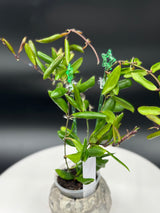Hoya Loheri