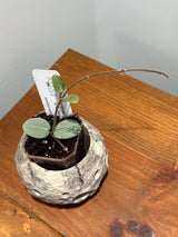 A-194 mathilde ‘Grey Fairy’