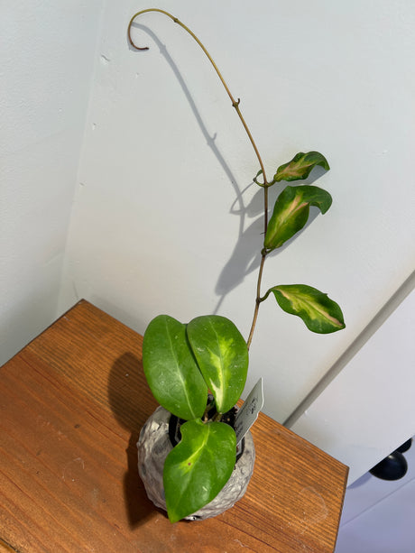 A-168 Hoya mindorensis ‘Purple Star’