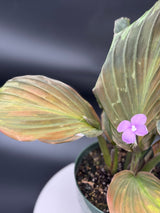 Keampferia sp. variegated Ginger