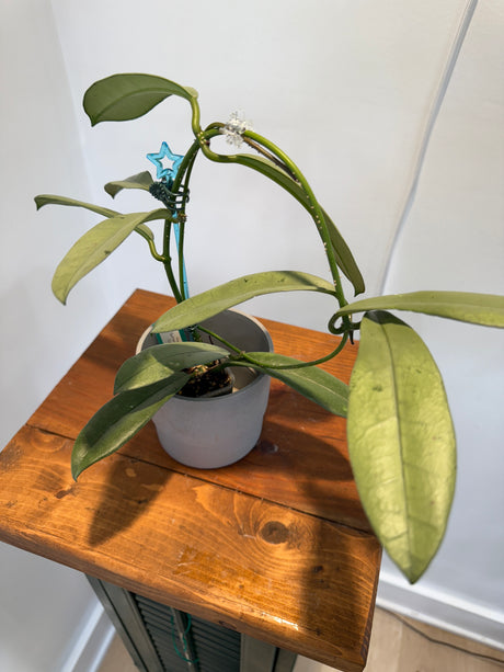 A-150 Hoya Griffithii (Silver, clone 2)