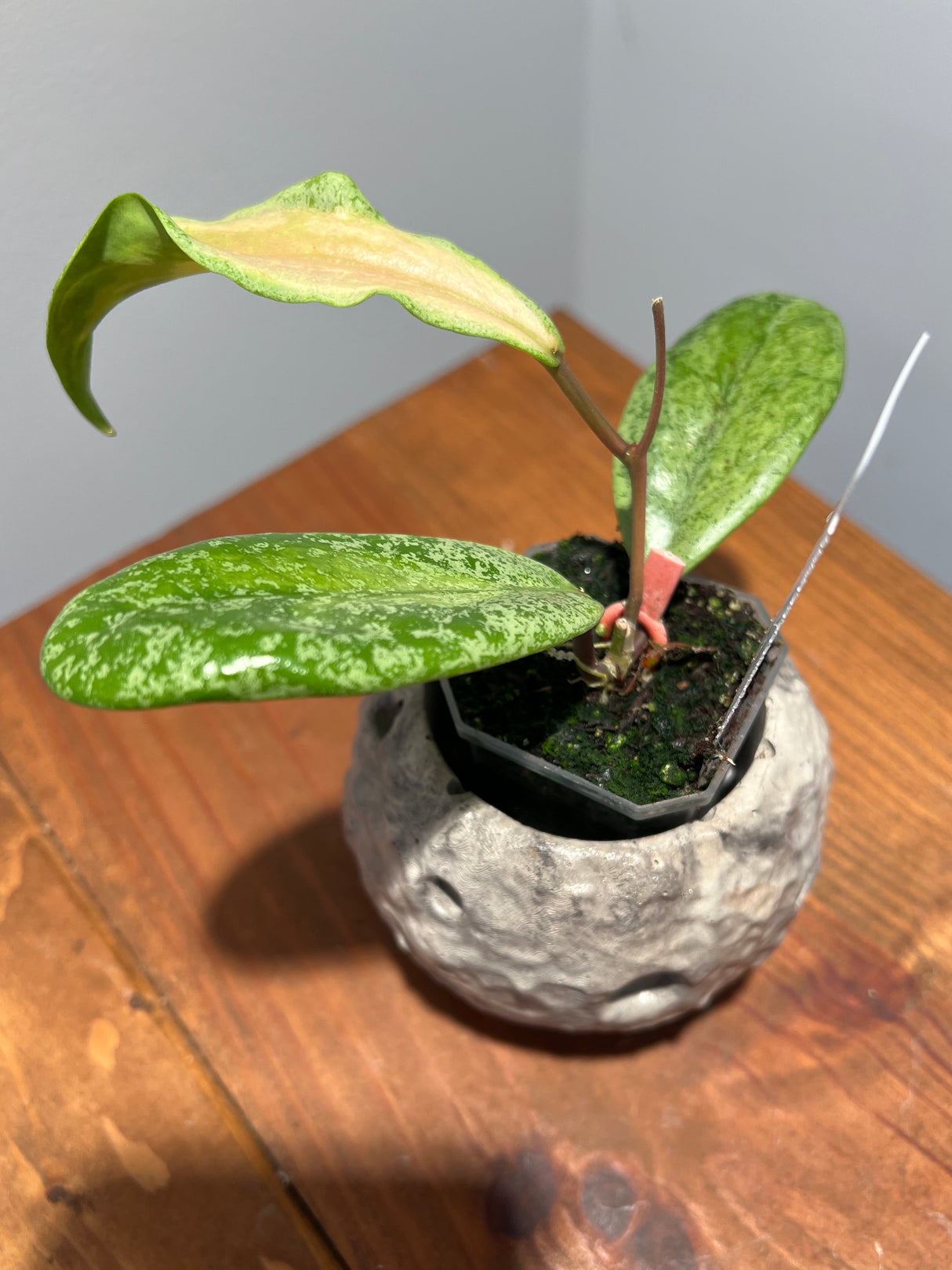 A-243 Jita ‘Autumn Guava’ (silver, variegated)