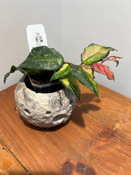 A-175 Hoya caudata (variegated)