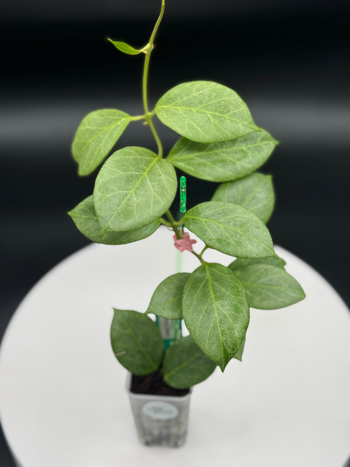 Hoya Obscura Silver