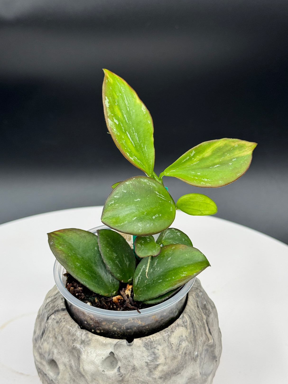 Hoya Colina