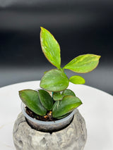 Hoya Colina