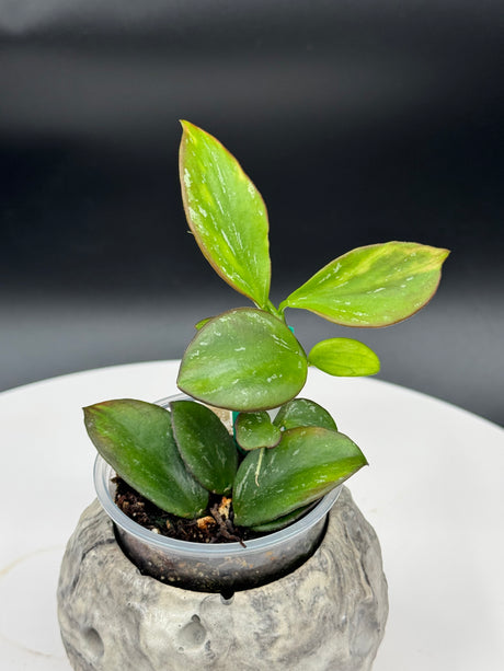 Hoya Colina