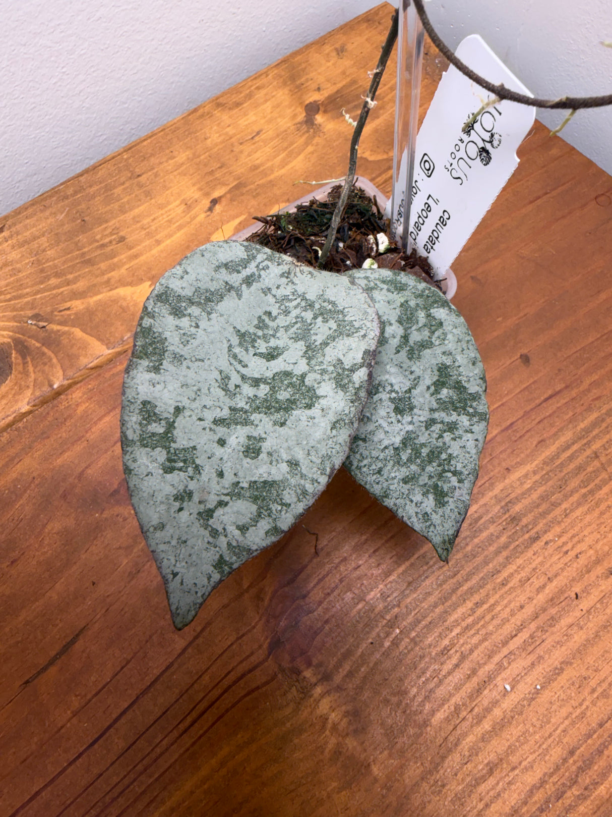 E-642 caudata 'Leopard'