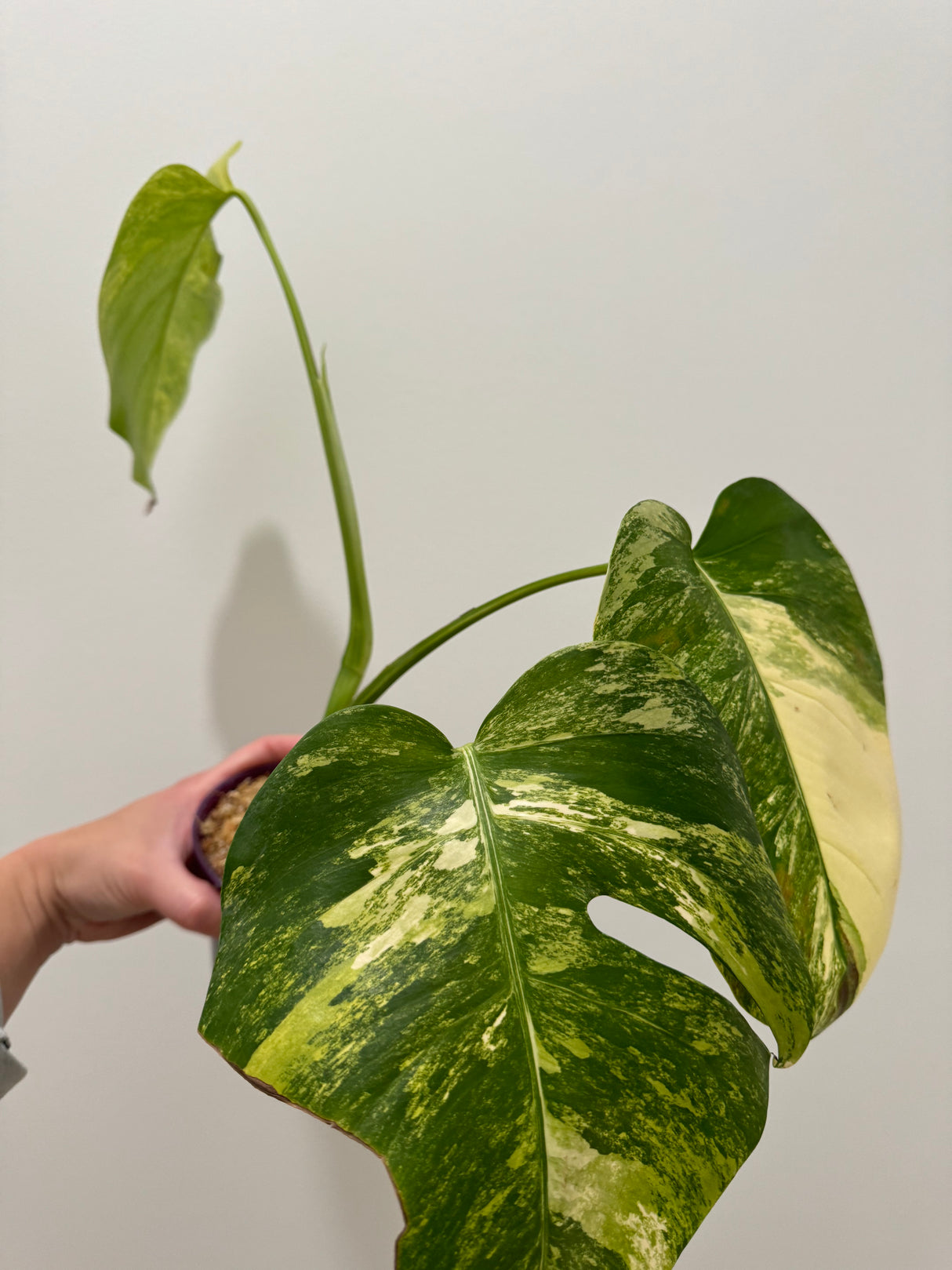 Monstera Aurea SF