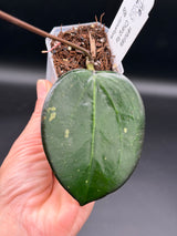verticillata 'Chiang Rai' -WE-700