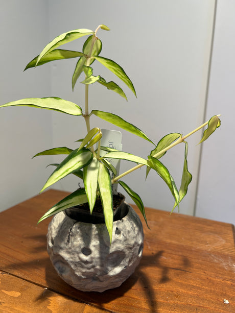 A-159 Hoya Burmanica (variegated)