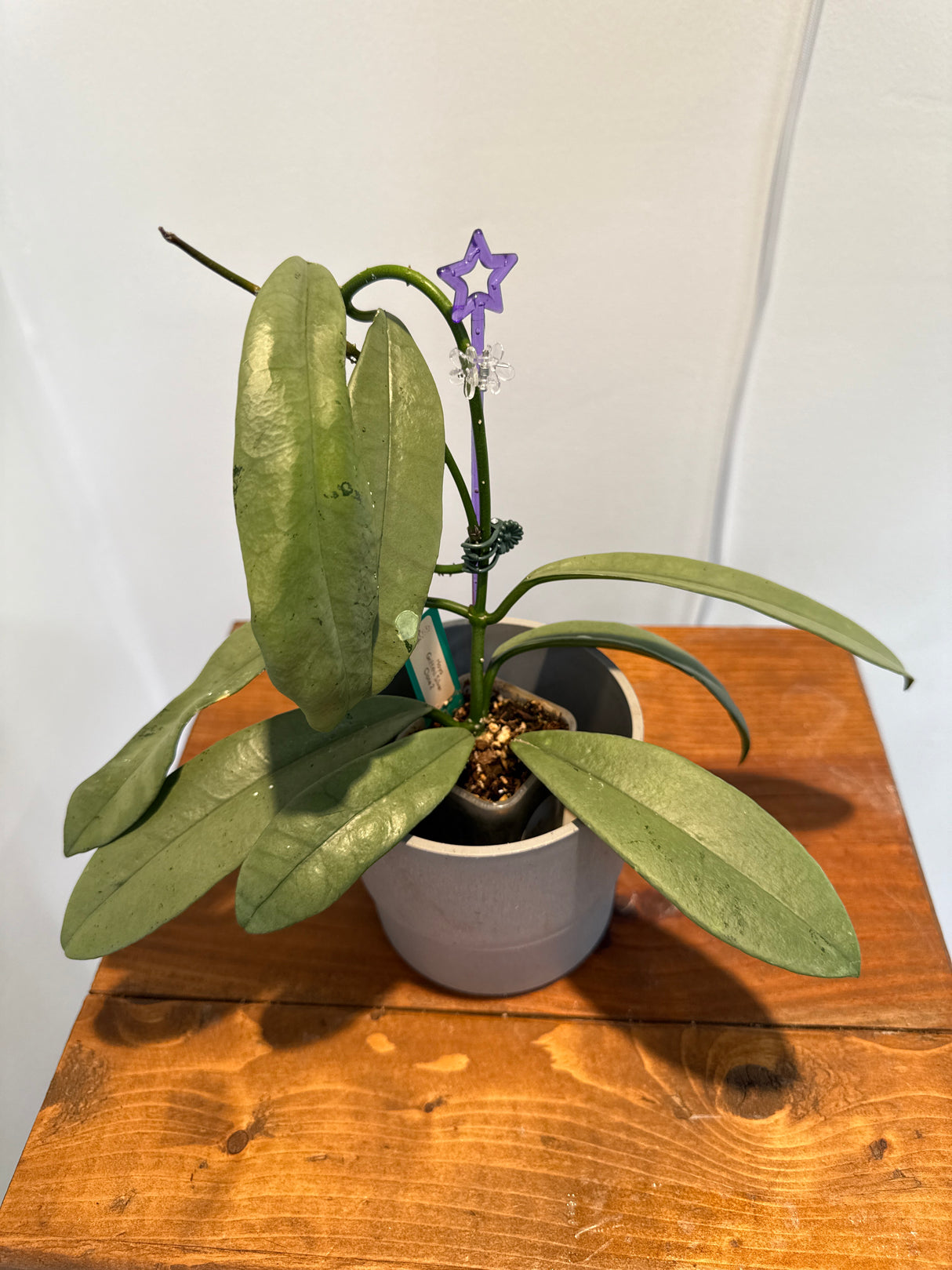 A-149 Hoya Griffithii (Silver, clone 2)