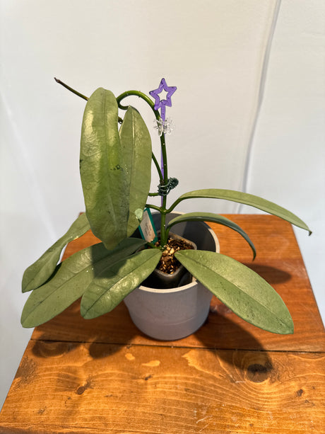 A-149 Hoya Griffithii (Silver, clone 2)