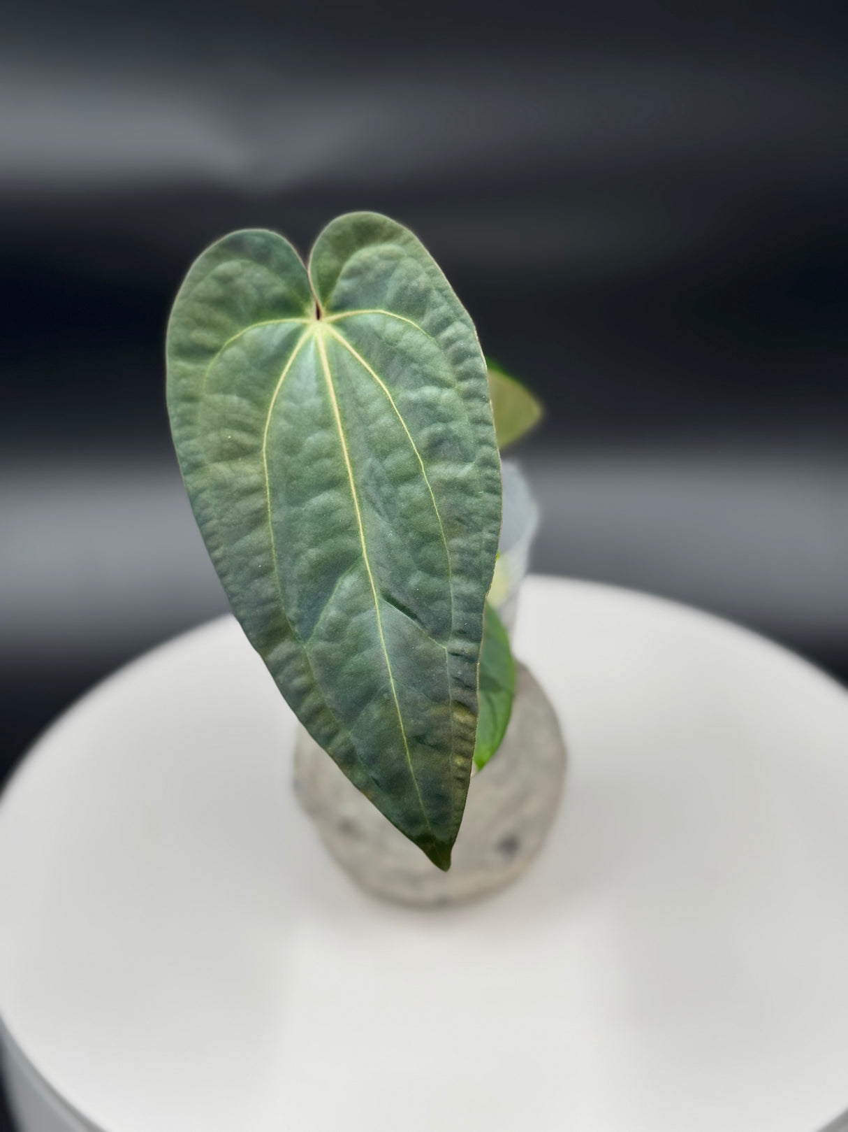 Anthurium	BWM x Papi “Trop 10”