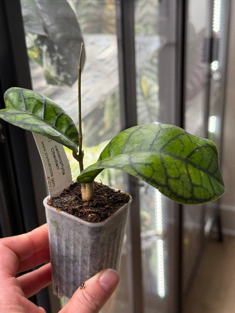 Callistophylla ‘Obsidian’