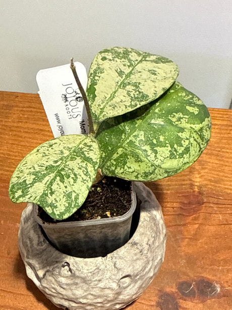 A-192 deykeae ‘Morning Dew’