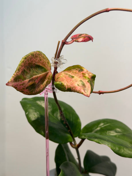 A-153 Hoya ‘Swiffer’s Candy’